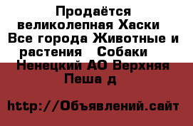 Продаётся великолепная Хаски - Все города Животные и растения » Собаки   . Ненецкий АО,Верхняя Пеша д.